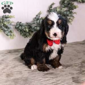 Bo0boo, Bernedoodle Puppy